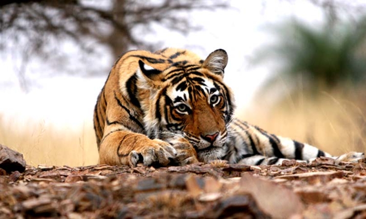 High Court notices to MoEF, others in tiger deaths in State
