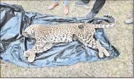 Leopard carcass found in Kanha’s Kisli Range 