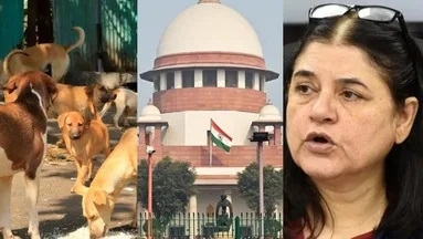 SC slams Maneka orders on stray dogs
