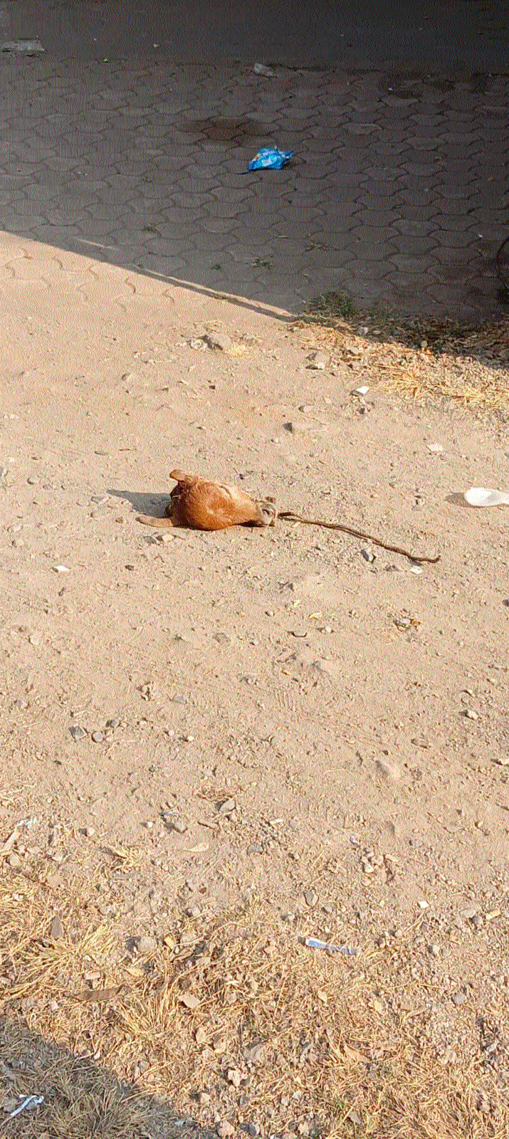 Severed head of cow calf found  beneath flyover triggers unrest 