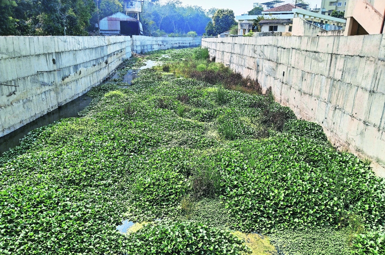 Eichhornia chokes Naag river while 