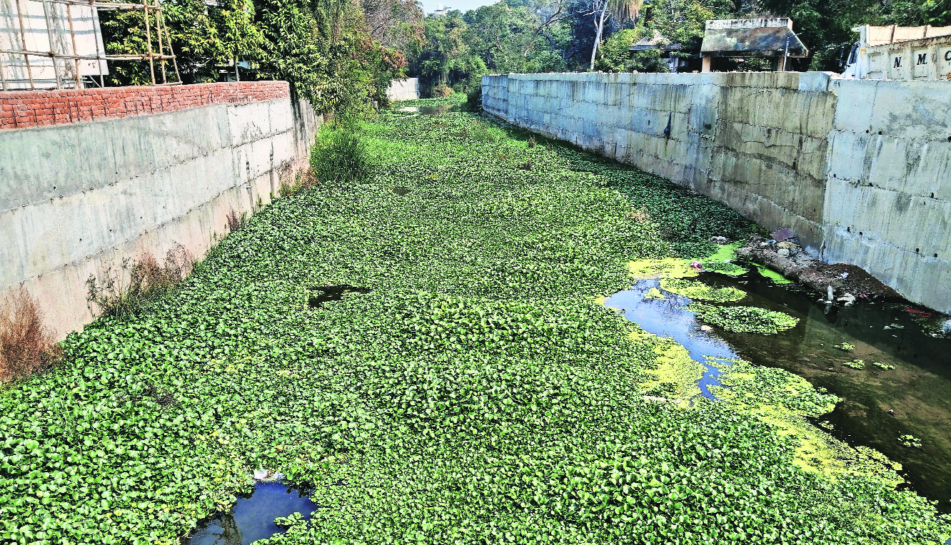 Eichhornia chokes Naag river while...