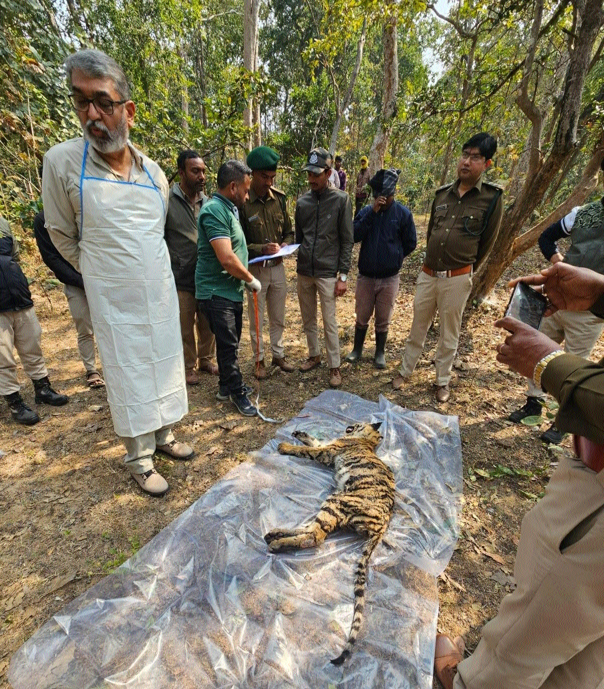 Frail tiger cub found dead in PTR