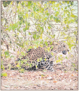 Forest team rescues leopard trapped in wire trap in Kanha’s Sijhora Buffer Zone 