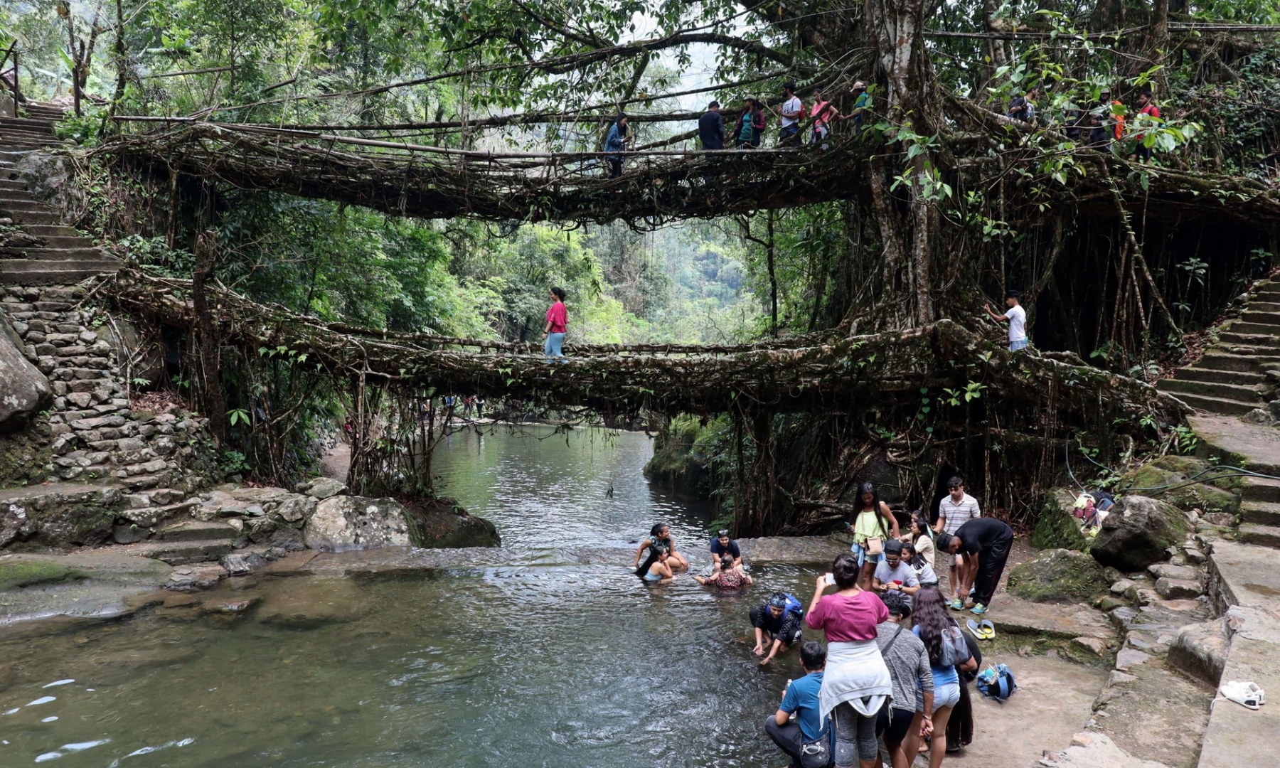 Meghalayas living root bridges