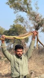 Maha-based snake rescuer persona unravels in Rs 2.6 crore Mahasamund ganja haul probe
