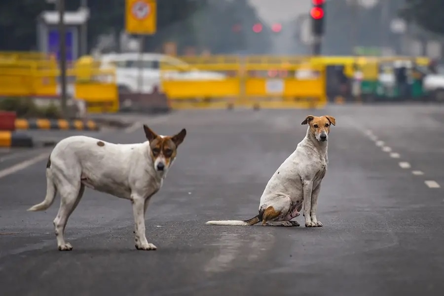 People dying not only due to dog bites but also accidents caused by strays states SC