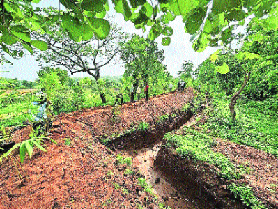 State’s first bio-fencing technique helping Nagpur Division to curb man-animal conflict in Parseoni