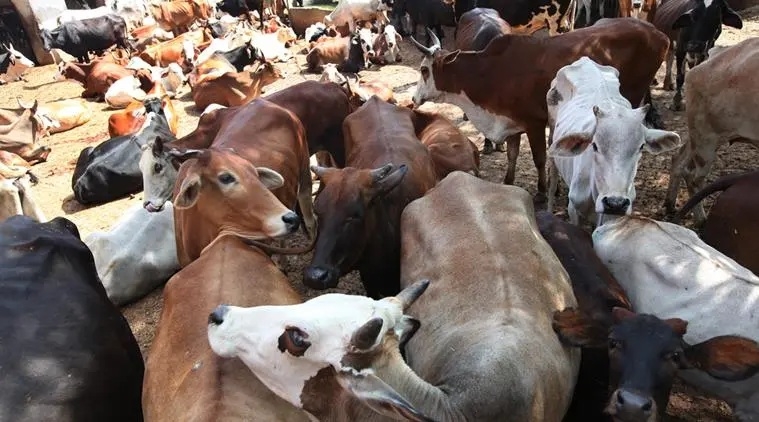 Raipur