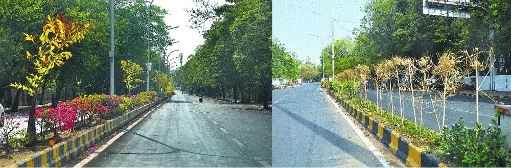 NMC nagpur mulls replacing Conocarpus trees planted across city