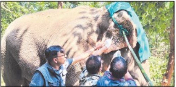 Collared male elephant moving in human settlements rescued