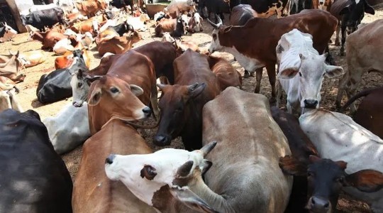 6 cattle die in 48 hours Coal washery under scanner