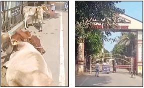 RAIPUR, 