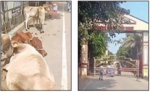 Farmer brings cattle to the Collectorate over Bharatmala compensation grievance