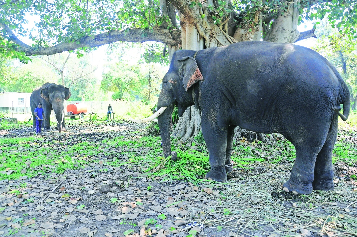 Bhima and Subramaniyam the two captive male elephants 