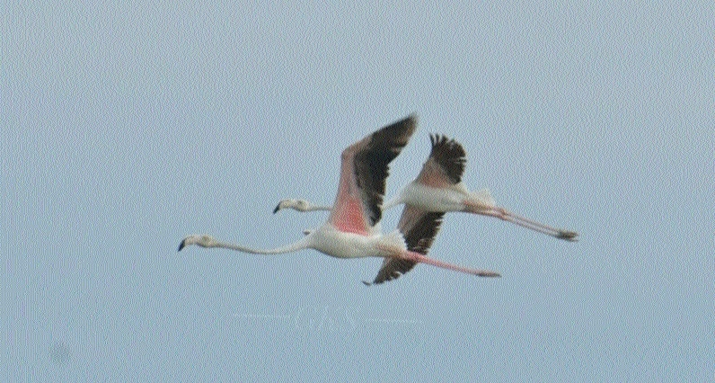 Greater Flamingo sighting in Cgarh documented in prestigious journal