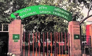Trees roots under concrete NGT seeks action-taken report from BMC