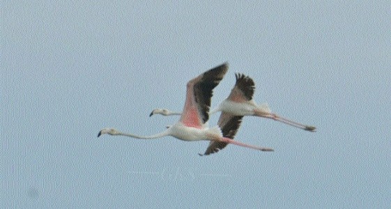 Greater Flamingo sighting in C’garh documented in prestigious journal