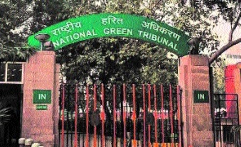 Trees’ roots under concrete, NGT seeks action-taken report from BMC