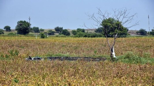 85% of Mah declared drought-hit; farmers to get Rs 5,000 aid before Diwali