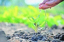 NMC mulls introducing Tree
