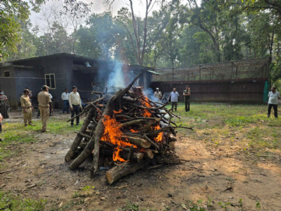 Rescued tiger cub dies during treatment in Kanha