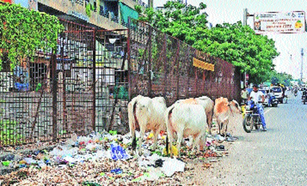 A motorcyclist dumping garbage alongside State Highway at Dighori Naka
