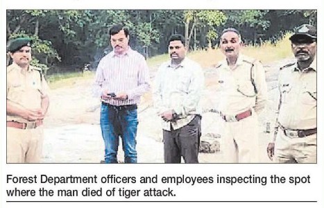 Middle-aged man dies in tiger attack in Chhindwara district