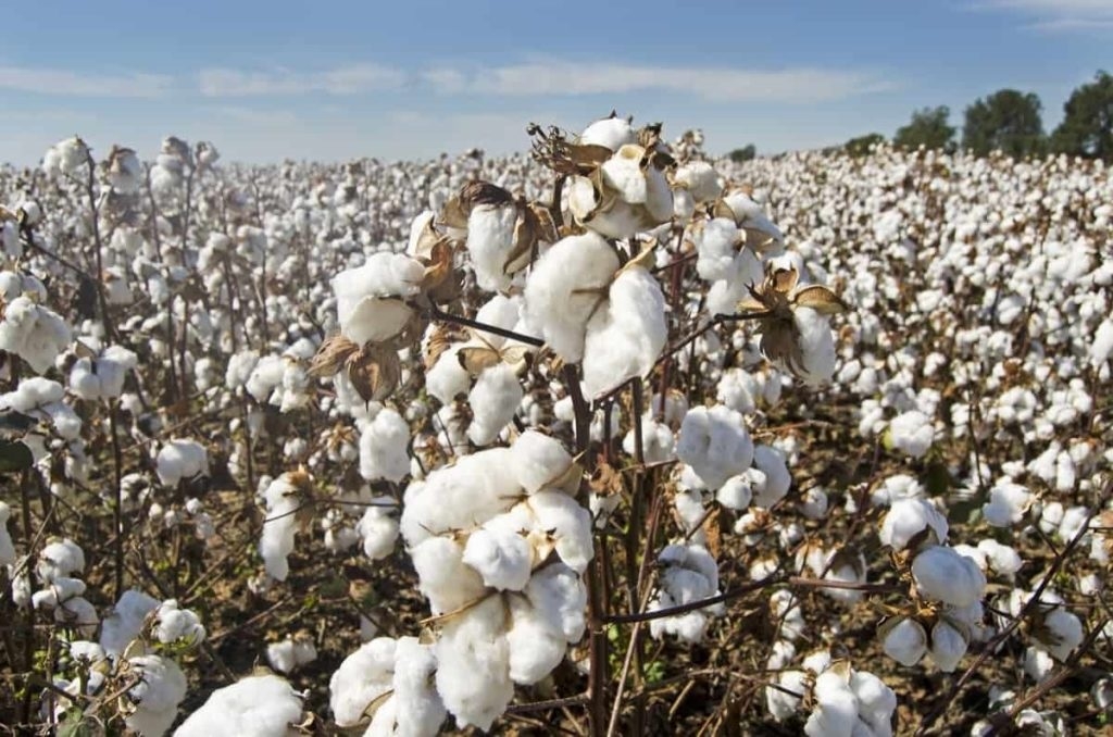 Soaring cotton and soyabean prices