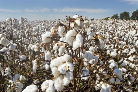 Soaring cotton and soyabean prices offer respite to region’s farmers amid yield drop