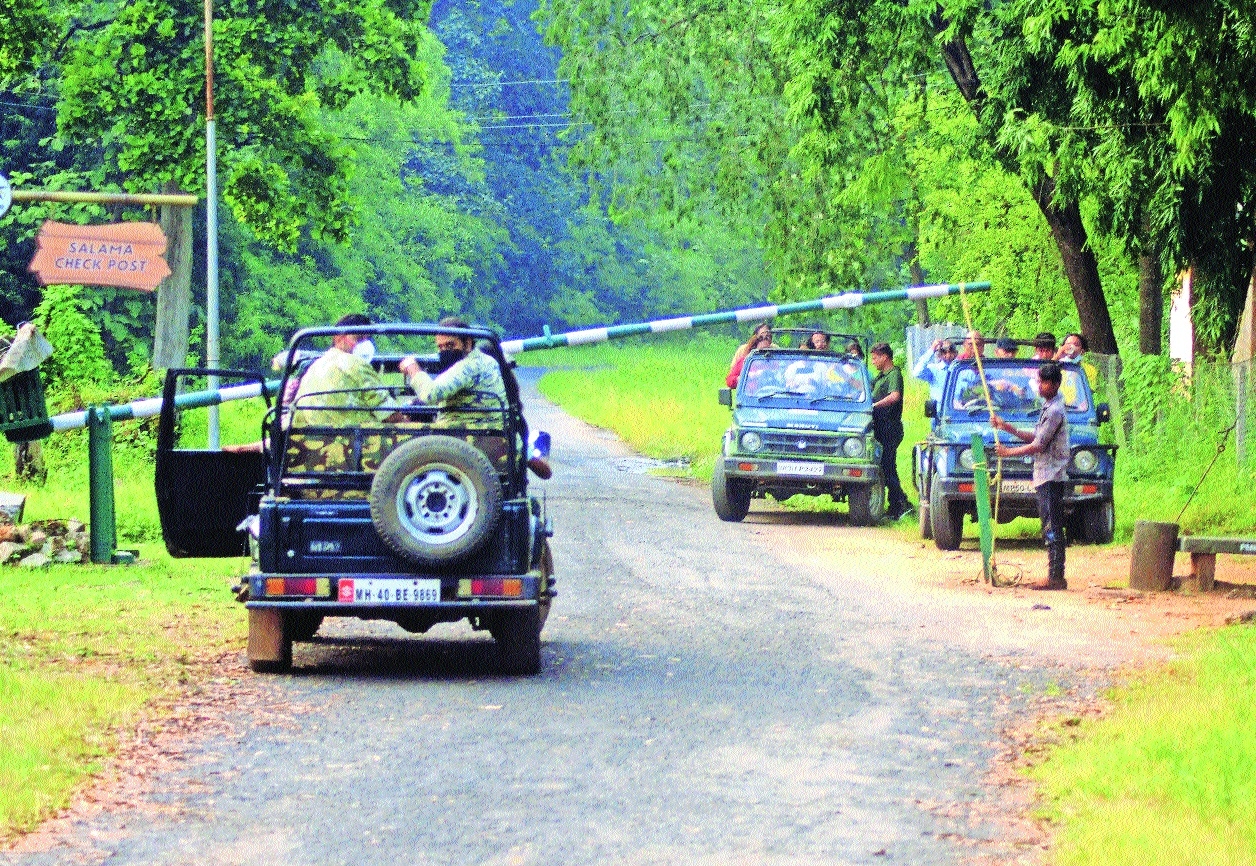 Diwali Boom Pench sees 90 safari bookings from Nov 6 to 14