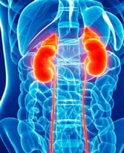 Chhattisgarh reports a rise of fortypercent in kidney ailments in 5 years