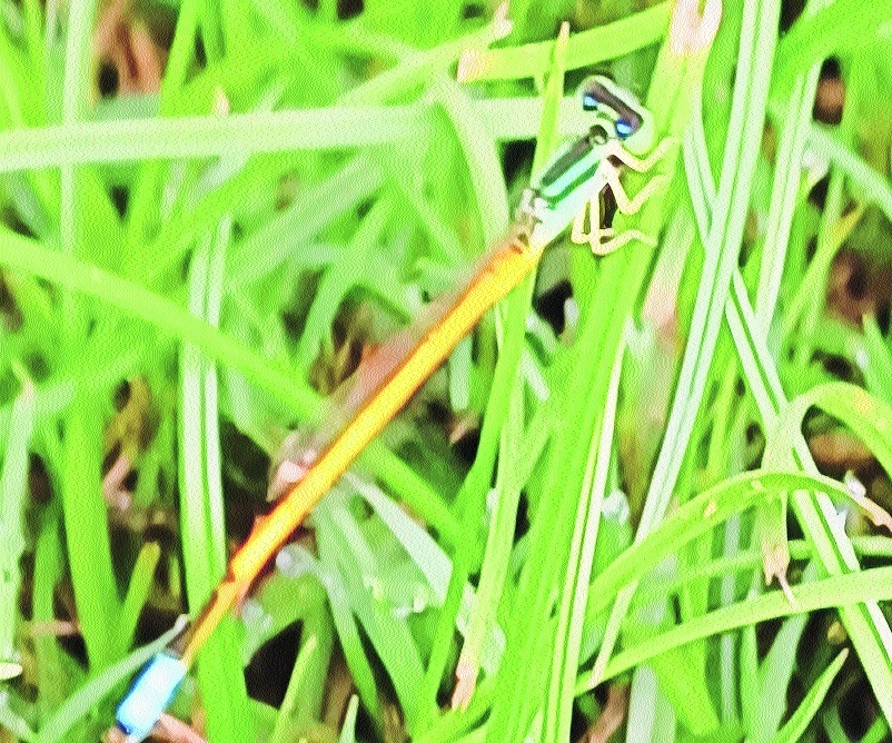 Western Golden Dartlet spotted in city