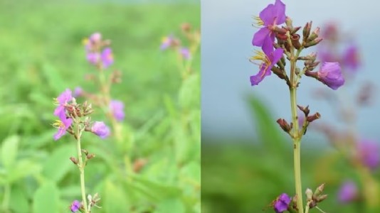 New flower species foundin Manas National Park