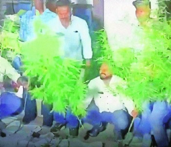 Ganja plants found in farm owned by CA