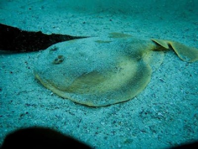 ZSI discovers new electric ray species in deep waters of Arabian Sea