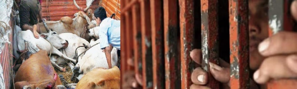 three muslims man gets lifer jail prison for cows 