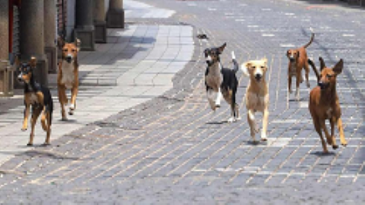Roads for People, Not Strays
