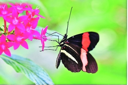Butterfly Effect