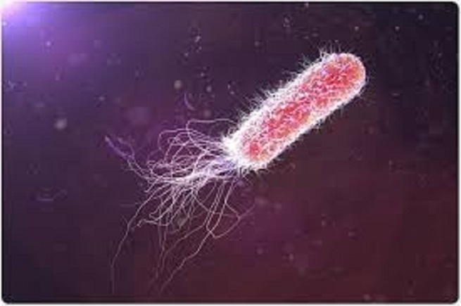 Research finds antibiotic resistant bacteria at IGGMCs Microbiology Deptt