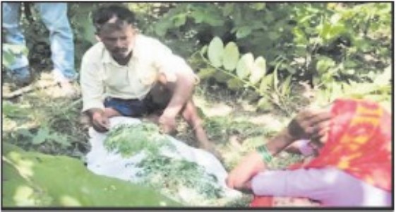 TIGER KILLS ELDERLY MAN grazing cattle in Pindrai forest area