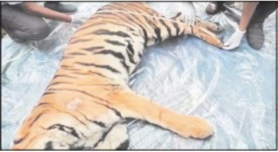TIGRESS DIES DURING TREATMENT at Wildlife Centre in Mukki range