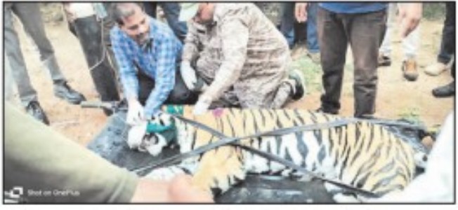 TIGER enters house backyard in Arouli village; RESCUED
