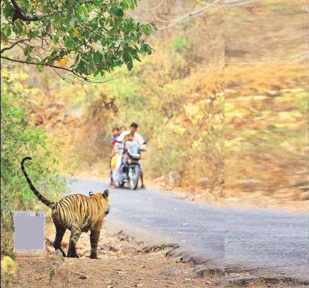 Man-Animal conflict claims another life near Ramtek