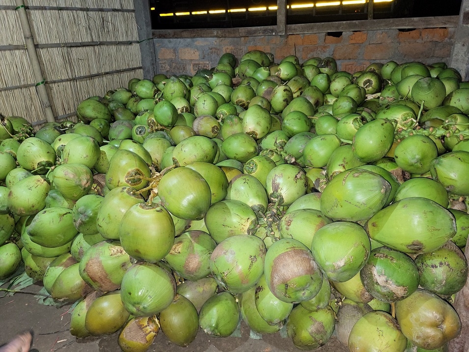 Andaman coconut research boosts coastal agriculture