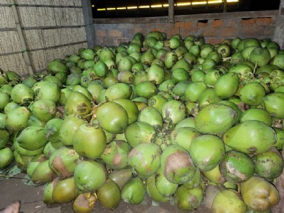 Andaman coconut research boosts coastal agriculture