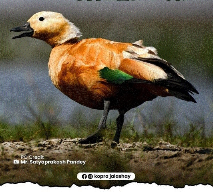 Ruddy Shelduck spotted