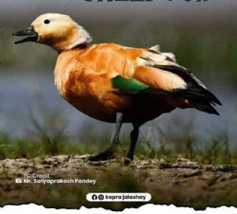 Ruddy Shelduck spotted