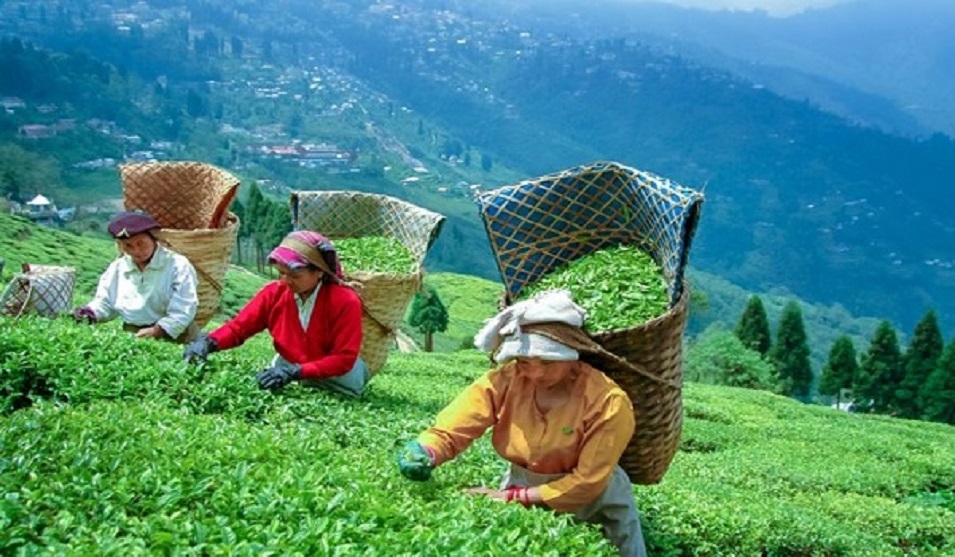 Tea industry seeks policy support