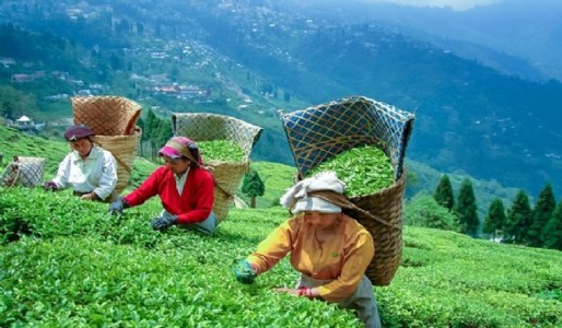 Tea industry seeks policy support